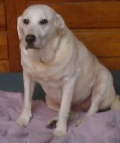 Hope, the Portanova family's rescue dog